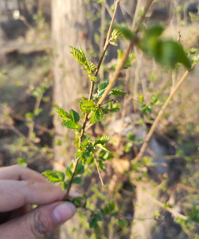 如何挖榆树 如何挖榆树