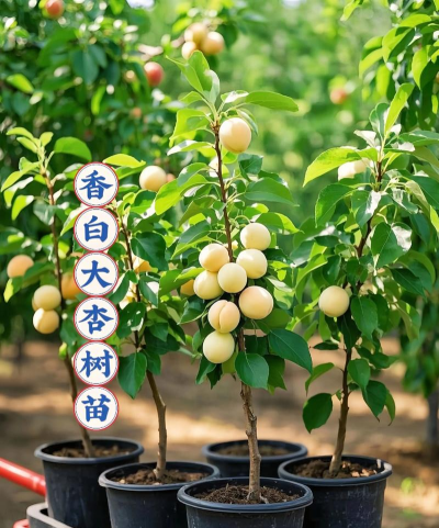 杏树几年结果 杏树几年结果