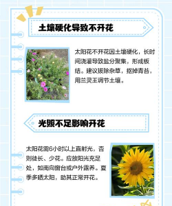 太阳花只长叶不开花的原因 太阳花只长叶不开花的原因