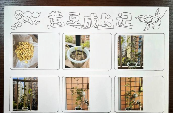 黄豆种植时间和技术 黄豆种植时间和技术