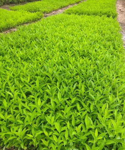 连翘苗什么时候种植季节好 连翘苗什么时候种植季节好