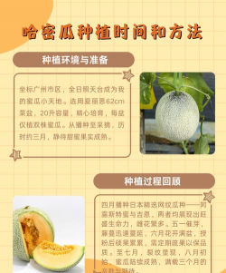 哈密瓜几月种植 哈密瓜几月种植