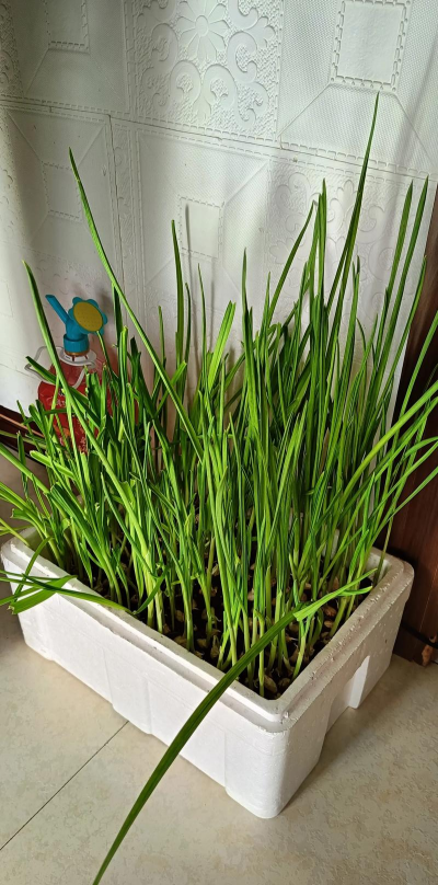 大蒜苗剪了还会继续长吗 大蒜苗剪了还会继续长吗