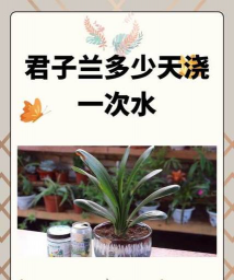 君子兰秋天几天浇一次水 君子兰秋天几天浇一次水