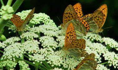 白芷 白芷百科 白芷 白芷百科