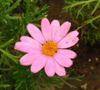 玛格丽特 玛格丽特百科 玛格丽特 玛格丽特百科