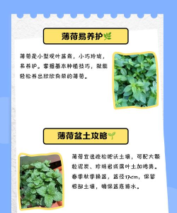 薄荷的养殖方法 薄荷的养殖方法