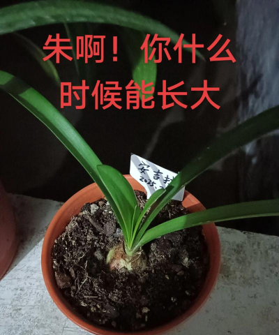 朱顶红养多长时间会开花 朱顶红养多长时间会开花