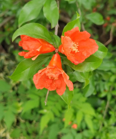 石榴花几月开 石榴花几月开