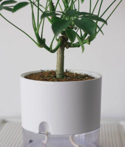 鸭脚木 鸭脚木百科 鸭脚木 鸭脚木百科