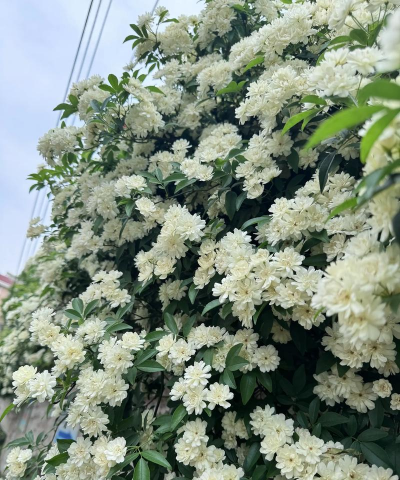木香花几月份栽种最好 木香花几月份栽种最好
