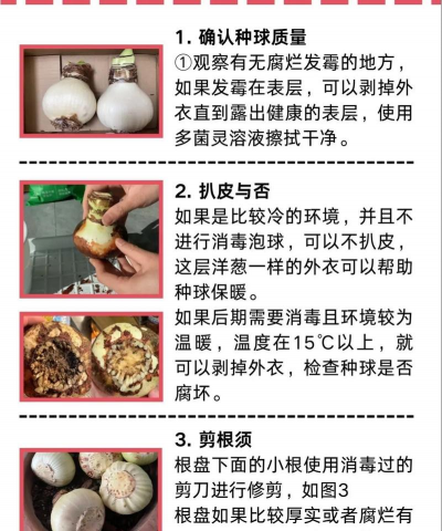 朱顶红什么时候种植最好 朱顶红什么时候种植最好