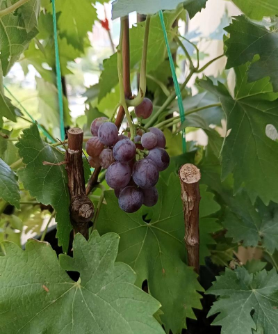 葡萄几年结果 葡萄几年结果