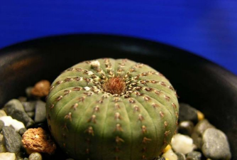 士童的养殖方法及注意事项 士童的养殖方法及注意事项