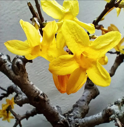 迎春花价格 迎春花价格