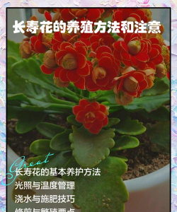 长寿花冬天养殖的禁忌 长寿花冬天养殖的禁忌