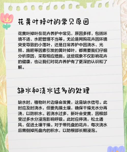 花掉叶为什么 花掉叶为什么