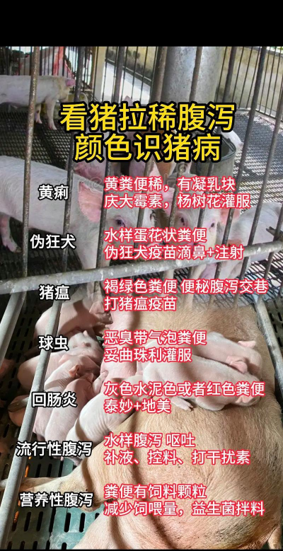 猪流行性腹泻怎么治 猪流行性腹泻怎么治