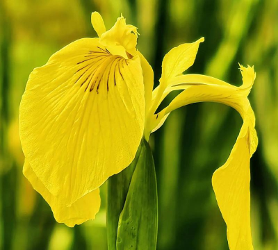 玉蝉花 玉蝉花百科 玉蝉花 玉蝉花百科