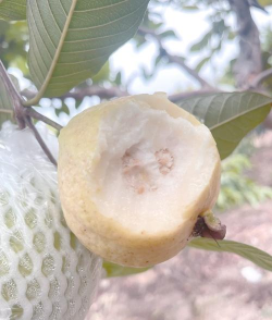 芭乐 芭乐百科 芭乐 芭乐百科