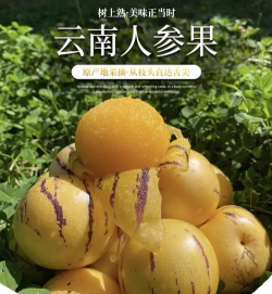 人参果 人参果百科 人参果 人参果百科