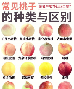 桃子 桃子百科 桃子 桃子百科