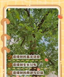 香樟 香樟百科 香樟 香樟百科