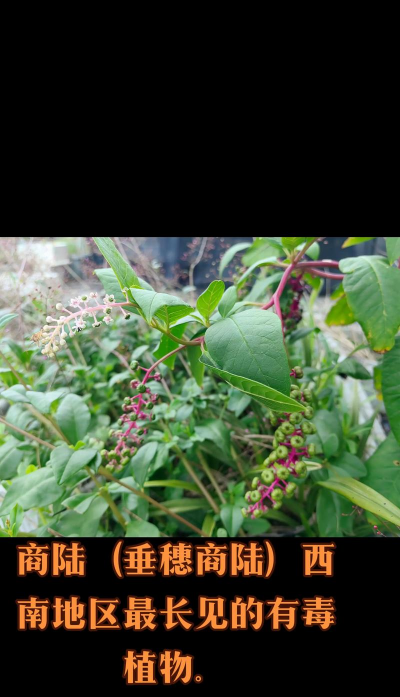 商陆 商陆百科 商陆 商陆百科