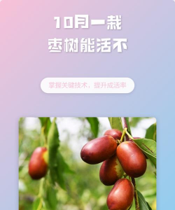 枣树10月份可以移栽吗 枣树10月份可以移栽吗