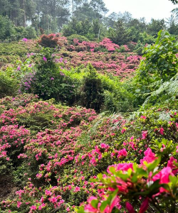 杜鹃花种植季节 杜鹃花种植季节