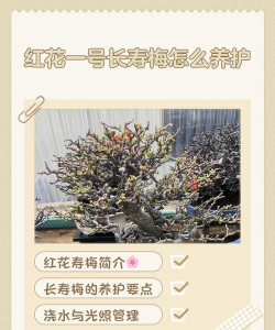 红梅什么时候移栽最佳 红梅什么时候移栽最佳