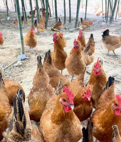 林下散养鸡密度多少合适 林下散养鸡密度多少合适