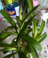 水培吊兰为什么叶尖发黑 水培吊兰为什么叶尖发黑