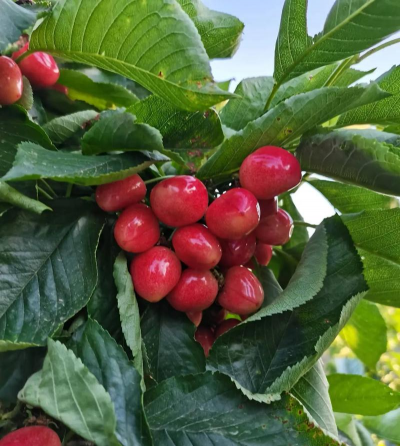 砂蜜豆樱桃 砂蜜豆樱桃