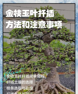 金叶玉叶如何扦插 金叶玉叶如何扦插