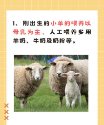 羊吃多玉米粒不吃草,不反刍怎么办 羊吃多玉米粒不吃草,不反刍怎么办