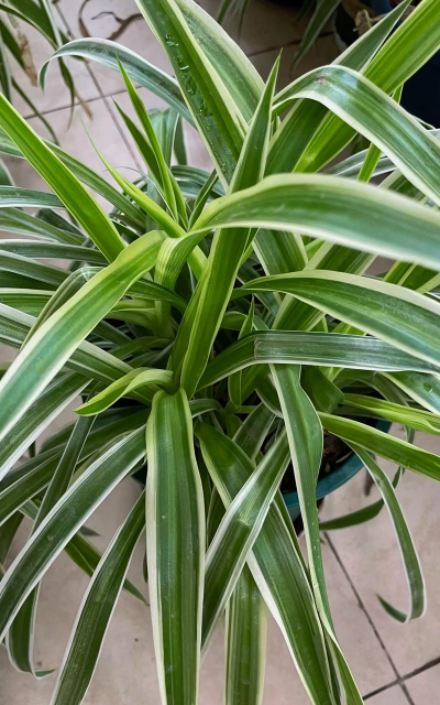 金边吊兰为什么叶子窄 金边吊兰为什么叶子窄