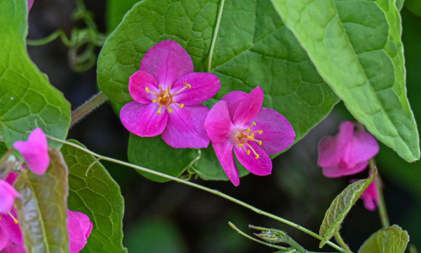 珊瑚藤的花语 珊瑚藤的花语