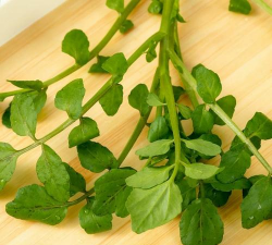 广东西洋菜 广东西洋菜