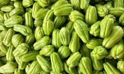 绿皮佛手瓜 绿皮佛手瓜