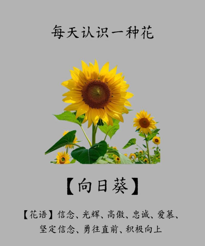 1-10朵向日葵花语是什么 1-10朵向日葵花语是什么