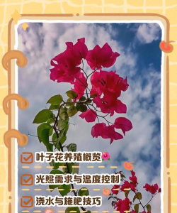 叶子花的养殖方法和注意事项 叶子花的养殖方法和注意事项