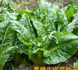 君达菜种植时间和方法 君达菜种植时间和方法