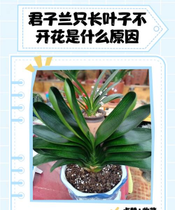 君子兰的叶子为什么 君子兰的叶子为什么