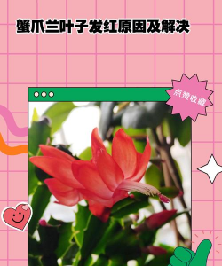 为什么蟹爪兰新叶发红 为什么蟹爪兰新叶发红