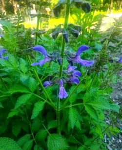 丹参是什么植物 丹参是什么植物