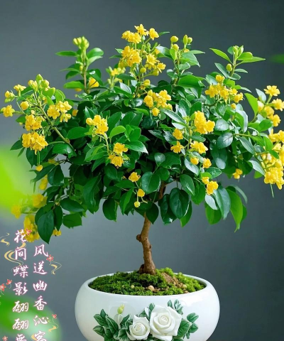 我家的米兰为什么不开花 我家的米兰为什么不开花