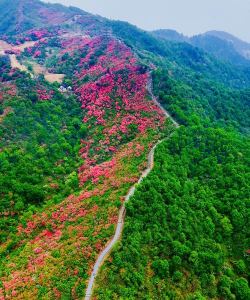 麻城杜鹃花什么时候开 麻城杜鹃花什么时候开