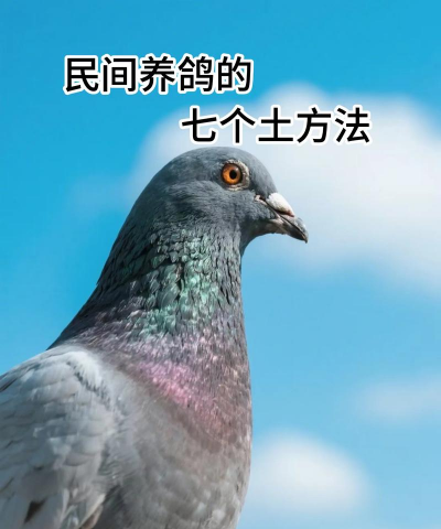 鸽子的养殖技术 鸽子的养殖技术
