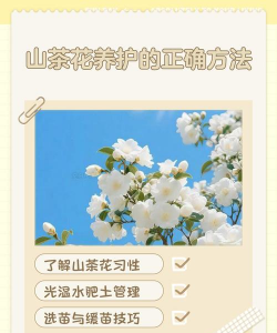 山茶花养护 山茶花养护
